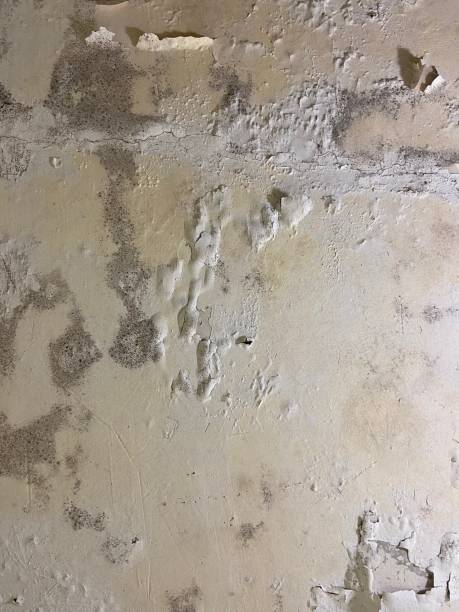 Best Professional Mold Removal  in Duenweg, MO