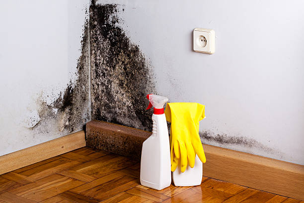 Mold Testing and Removal in Duenweg, MO